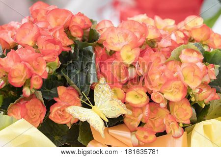 colorful begonia flower for present and holidays