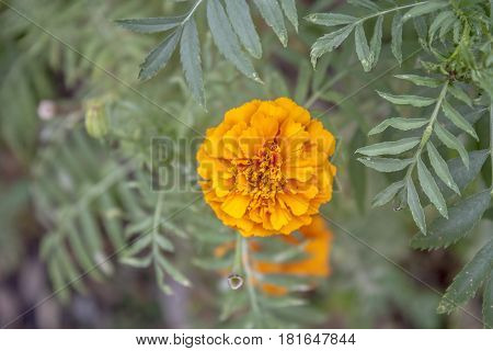 Flor naranja encontrada en jardín de ibague