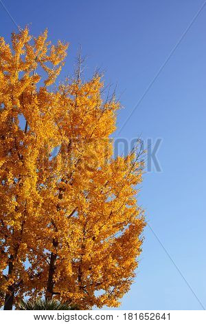tree of pseudoacacia robinia in blue sky