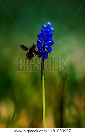 Muscari neglectum flowers  with a bee colecting nectar