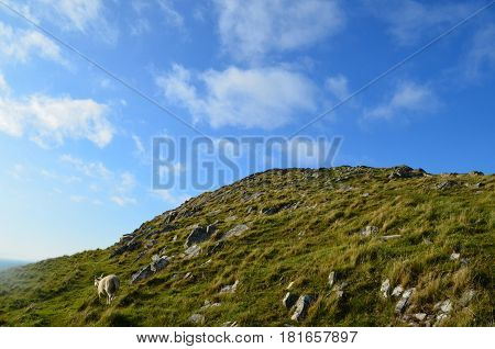 Sheep climbing up the rocky sea cliff at Neist Point in Scotland.