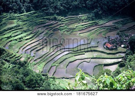 A view of the rice terraces, and a small village at the bottom of the valley, near Banaue, Ifugao Province, in the Philippines.