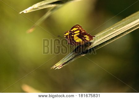 Malachite butterfly Siproeta stelenes in a botanical garden in spring