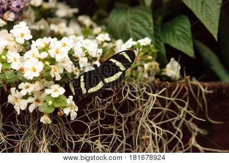 Zebra Longwing Butterfly, Heliconius Charitonius