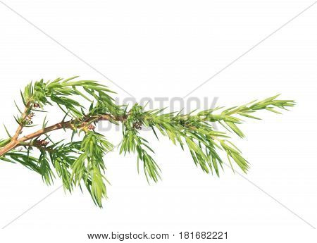 Branch of juniper (Juniperus communis) isolated on white background. Branch with green needles