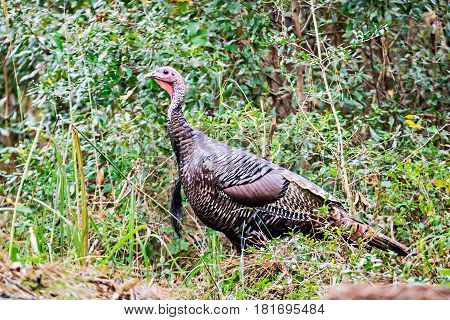 a wild turkey browsing around the woods
