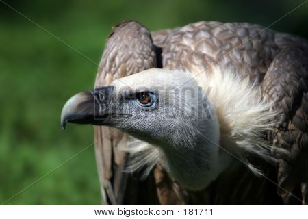 Portrait de l'oiseau