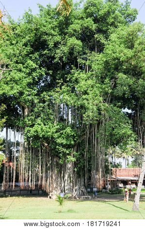 Borobudur, Indonesia - 31 January 2013: Large old tree overgrown with lianas at Borobudur on Java Indonesia