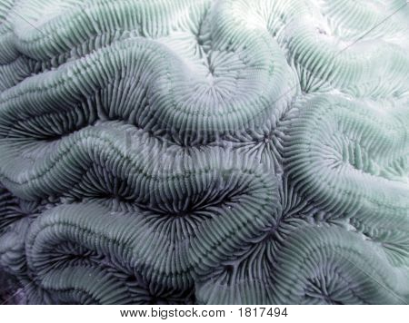 ปะการังสมอง