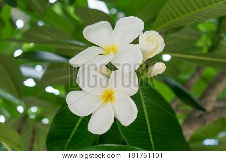 white frangipani flowers on tree in nature