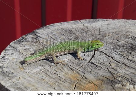 An Ordinary Quick Green Lizard. Lizard On The Cut Of A Tree Stump. Sand Lizard, Lacertid Lizard