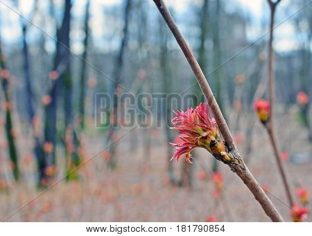 Early spring. First leaves on bush of sorbaria sorbifolia or false spirea close up in park. Landscape. Image can be used as background.