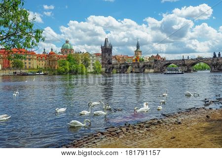 View of the Prague skyline and Charles Bridge from Vltava riverside with swans swimming in the river on a sunny spring day.