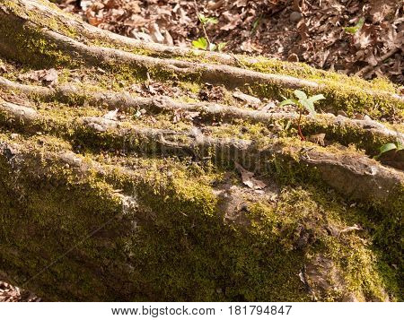 Close Up Detail Of Tree Bark With Green Moss On The Forest Floor In Sunlight