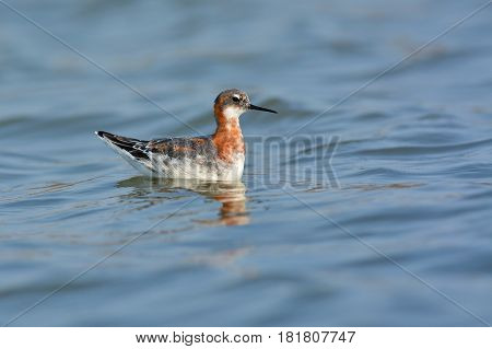 Red-necked Phalarope Bird
