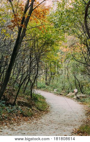 Footpath Passing Through Forest in spring in Beijing