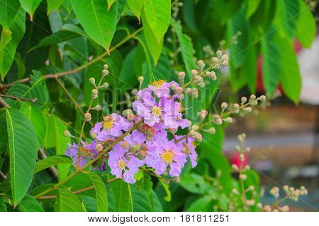 Queen's flower Lagerstroemia macrocarpa Wall. purple beautiful on tree