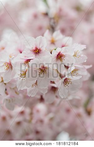 Macro details of white Somei Yoshino variety Cherry blossom branches in vertical frame
