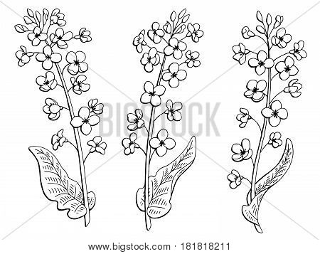 Rape flower graphic black white isolated sketch illustration vector