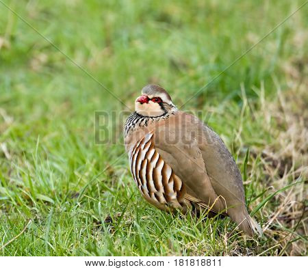 Red-legged Partridge showing distinctive plumage details in West Sussex England.
