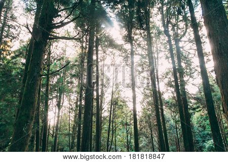 Sun Beams In The Forest In Alishan Taiwan,taichung