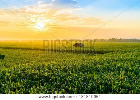 Beautiful morning sunrise over the corn field