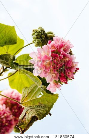 Pink Snowball Tree, Also Called Dombeya Cayeuxii