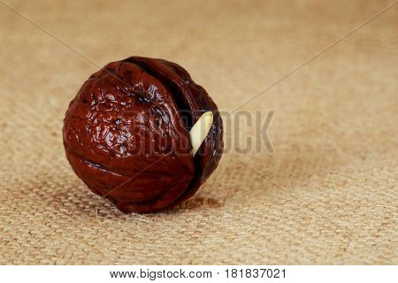 Sprout of a young walnut on sackcloth background
