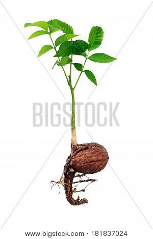 Sprout of a young walnut on the white background
