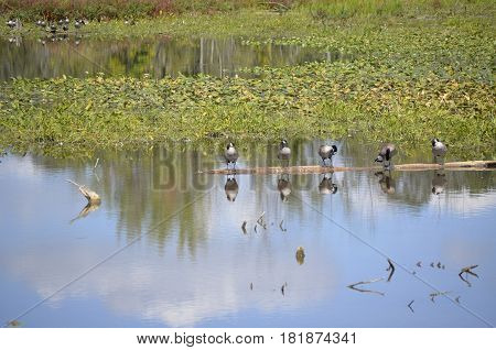 Canadian Geese (Branta Canadensis) perched on a floating log in the marsh and wetlands along the Thornapple River in Lower Michigan