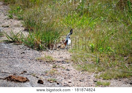 killdeer (Charadrius vociferus), dancing and acting as if they are injured to protect the nest from intruders