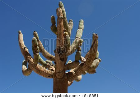 Cactus