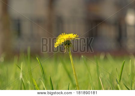Taraxacum campylodes, yellow flower of young dandellion in lush grass macro shot low angle shot