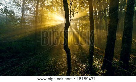 Morning sunlight makes its way through the leaves of the trees and the fog