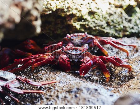 closeup of red Sally Lightfoot Crab feeding on black lava rock