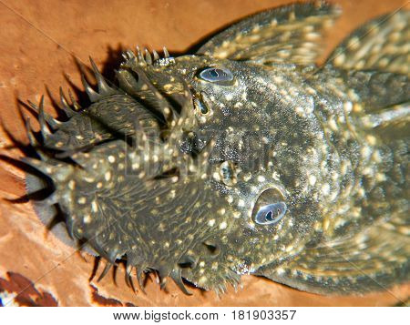Ancistrus dolichopterus. Male ancistrus. Ancistrus underwater aquarium