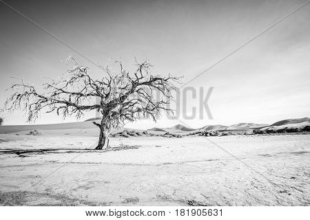 Dead Tree In Sossusvlei In Black And White.