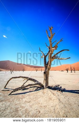 Dead Tree In Sossusvlei Desert.
