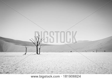 Dead Tree In Sossusvlei In Black And White.