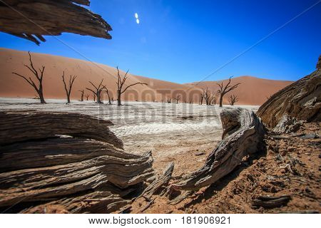 Dead Tree In Sossusvlei Desert.