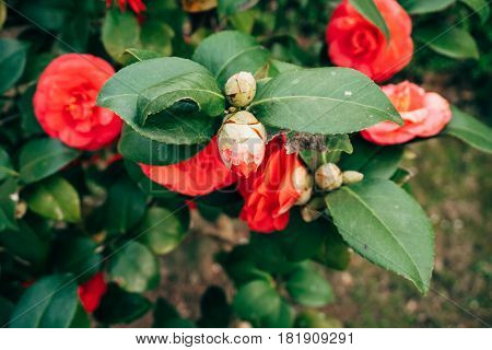 Pink camellia flowers on a bush in spring in Montenegro.