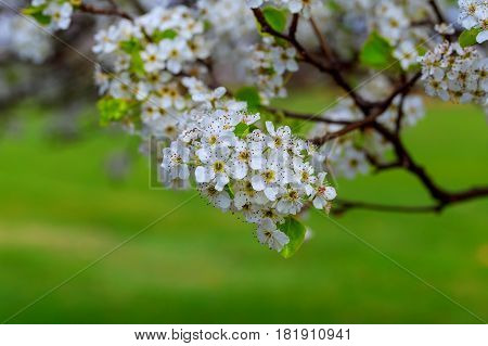 Blossoming Cherry Prunus Avium , Ukraine, Eastern Europe