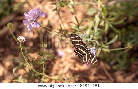 Zebra Longwing Butterfly, Heliconius Charithonia