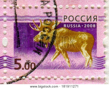 GOMEL, BELARUS, APRIL 13, 2017. Stamp printed in Russia shows image of  The moose or elk, Alces alces, circa 2008.