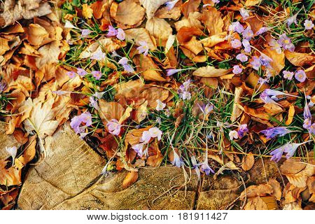 Many crocuses in dry autumn leaves. A field of crocuses in yellow leaves on the ground in the urban park of Cetinje, Montenegro.