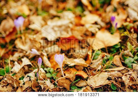 Many crocuses in dry autumn leaves. A field of crocuses in yellow leaves on the ground in the urban park of Cetinje, Montenegro.