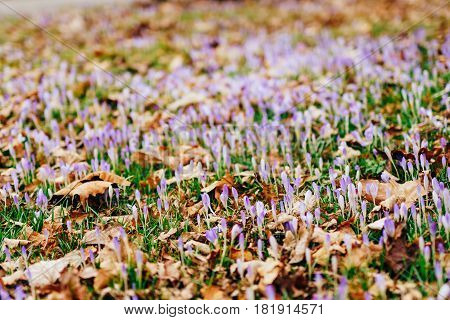 Many crocuses in dry autumn leaves. A field of crocuses in yellow leaves on the ground in the urban park of Cetinje, Montenegro.