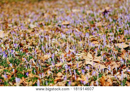 Many crocuses in dry autumn leaves. A field of crocuses in yellow leaves on the ground in the urban park of Cetinje, Montenegro.