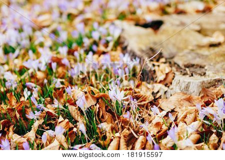Many crocuses in dry autumn leaves. A field of crocuses in yellow leaves on the ground in the urban park of Cetinje, Montenegro.