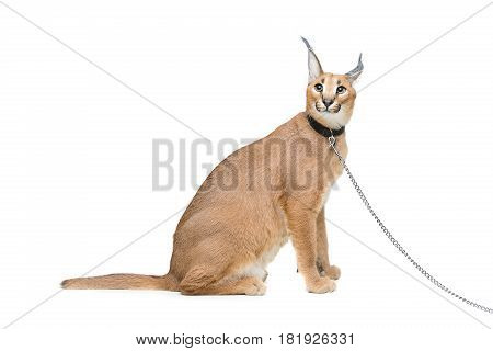 Beautiful caracal lynx 6 months old kitten in leather collar with chain leash sitting on white background. Isolated. Studio shot. Copy space.